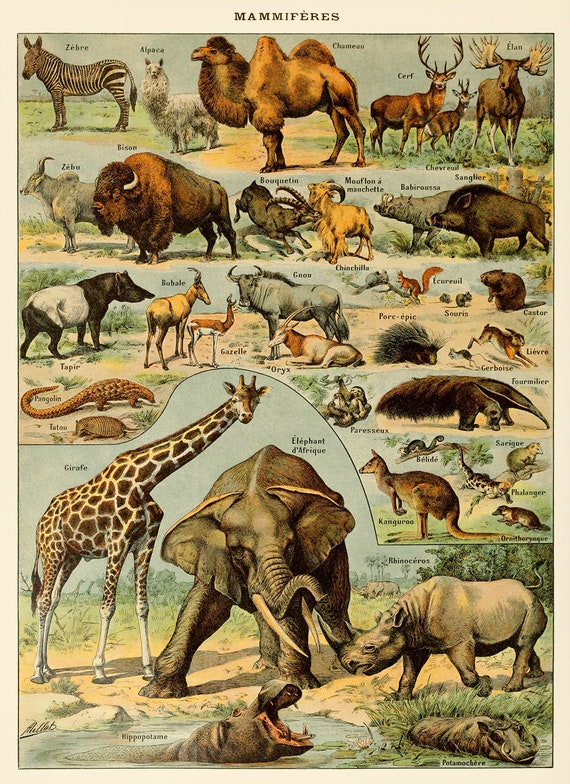 Mammals Chart