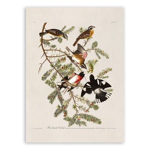 Rose Breasted Grosbeak Bird Print, Vintage Style Audubon Poster, Birds Of America Illustration,  AOB128
