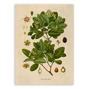 Impression de plante arbre boldo, illustration botanique de plantes médicinales, reproduction de Style vintage, MOBO 261 image 1