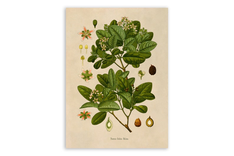 Impression de plante arbre boldo, illustration botanique de plantes médicinales, reproduction de Style vintage, MOBO 261 image 1