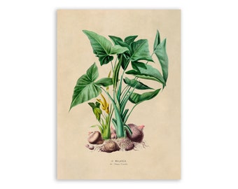 Green Arrow Arum Plant Print, Vintage Style Botanical Illustration, Premium Reproduction, FDA23