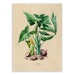 see more listings in the Botanical Illustrations  section