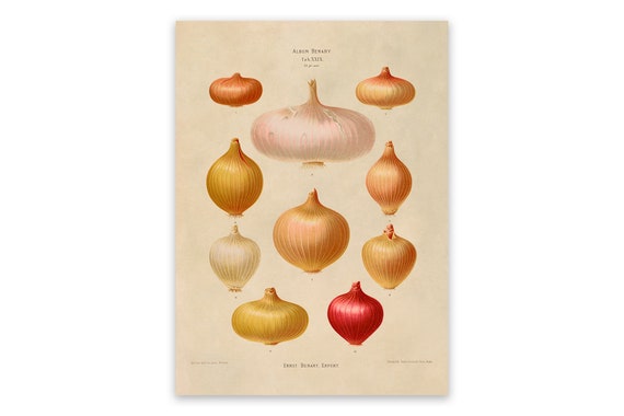 Impresión de cocina de variedad planta de arte de - Etsy