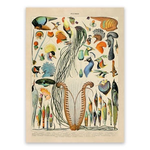 Impression de plumes d'oiseaux, affiche d'espèces d'oiseaux, illustration scientifique de variété de plumes, AM100