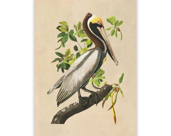 Brown Pelican Print: Vintage Audubon Coastal Bird Illustration AOB210