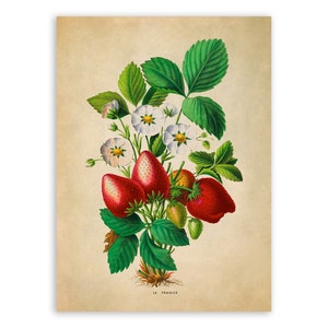 Strawberry Plant Print, Vintage Style Botanical Illustration, Premium Reproduction, FDA159