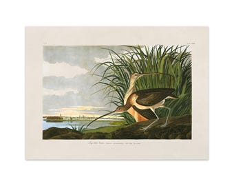 May include: A vintage-style print featuring two long-billed curlew birds with brown, white, and black plumage standing near tall green grasses. The background depicts a calm body of water and a distant shoreline under a cloudy sky.