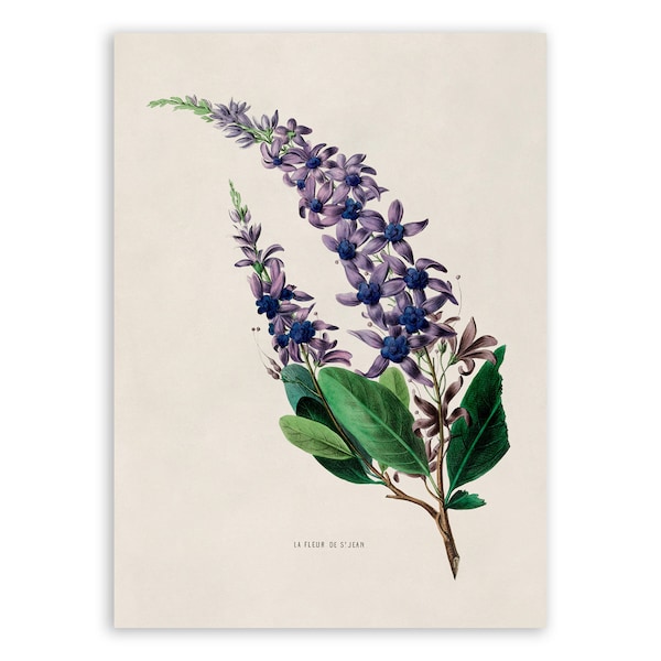 Queens Wreath Flower Print, Vintage Style Botanical Illustration, Premium Reproduction, FDA38