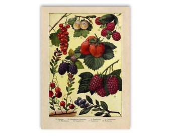 Berries Print, Old Fruit Illustration, Kitchen Decor Poster, 1900s Berry Types Cart, GEO8