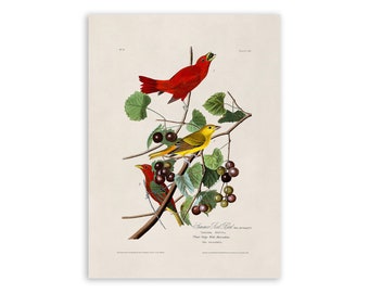 Summer Tanager Red Bird Print, Vintage Style Audubon Poster, Birds Of America Illustration,  AOB44