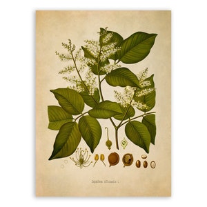 Copaiba Balsam Plant Print, Medicinal Plants Botanical Illustration, Vintage Style Reproduction, MOBO 144 zdjęcie 1