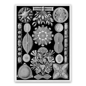 Algae Diatom Illustration, Vintage Style Ernst Haeckel Scientific Biology Print, Plant Life Art, Nature Wall Decor,  NH78