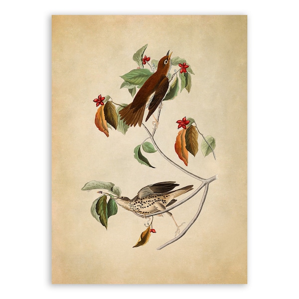 Wood Thrush Bird Print, Vintage Style Audubon Poster, Birds Of America Illustration,  AOB72