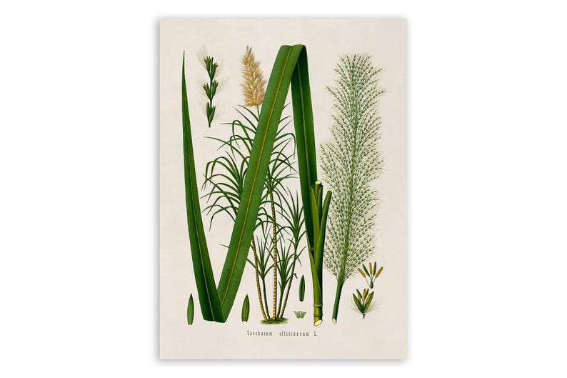 Sugar Cane Plant Print, Medicinal Plants Botanical Illustration, Sugarcane Vintage Style Reproduction, MOBO 141 image 1