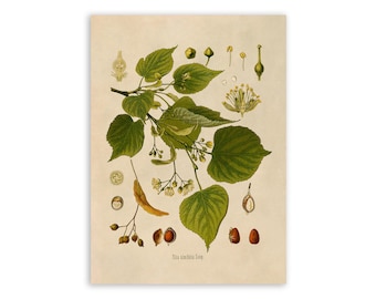Littleleaf Linden Tree Plant Print, Medicinal Plants Botanical Illustration, Vintage Style Reproduction, MOBO 169
