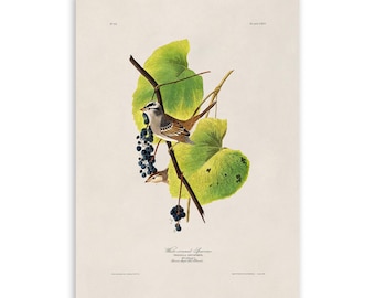 White Crowned Sparrow Bird Print, Vintage Style Audubon Poster, Birds Of America Illustration, AOB115
