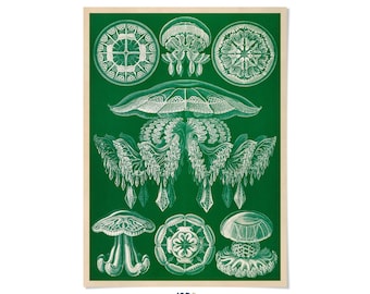 Jellyfish Species Art Print: Vintage Ernst Haeckel Marine Life Illustration, NH89