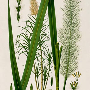 Sugar Cane Plant Print, Medicinal Plants Botanical Illustration, Sugarcane Vintage Style Reproduction, MOBO 141 image 4