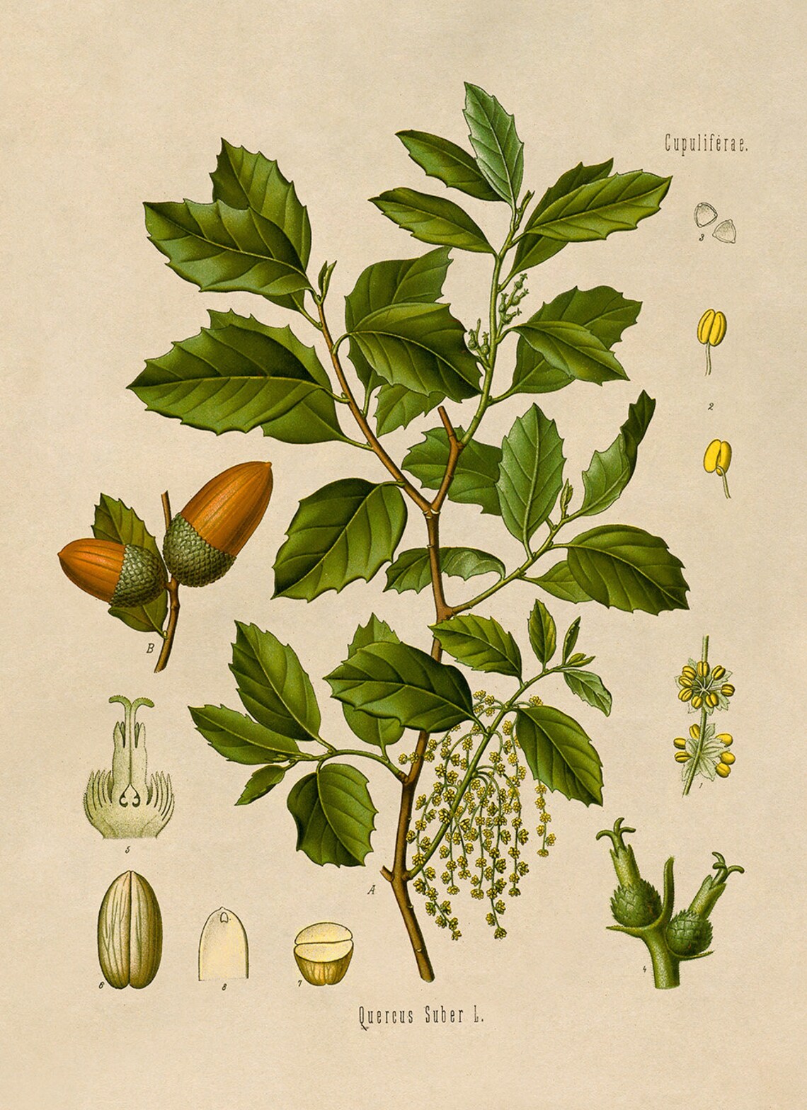 Cork Oak Plant Botanical Illustration Poster Botany Print Etsy