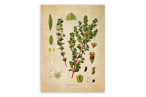 Buchu Plant Print, Medicinal Plants Botanical Illustration, Vintage Style  Reproduction, MOBO 265 - Etsy