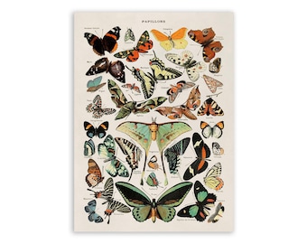 Vintage Butterfly Species Chart Print: Adolphe Millot Illustration, AM52
