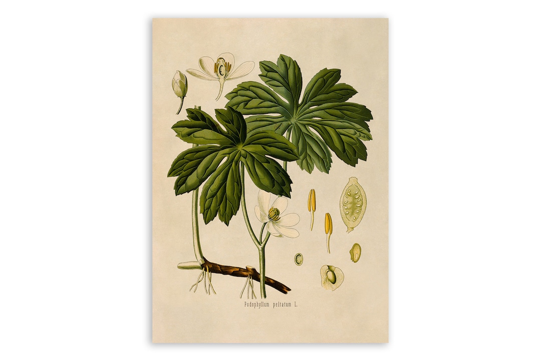 mayapple-plant-print-medicinal-plants-botanical-illustration-vintage