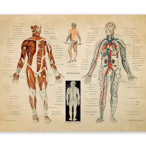 Human Anatomy Print, Muscular System Chart, Medical Anatomy Illustration, Skeleton Diagram,, AM30