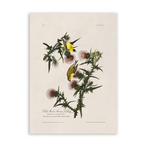American Goldfinch Bird Print, Vintage Style Audubon Poster, Birds Of America Illustration, AOB33
