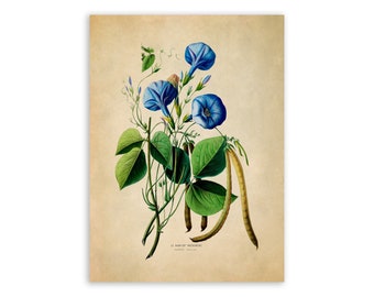 Morning Glory with Cow Pea Print, Vintage Style Botanical Illustration, Premium Reproduction, FDA88