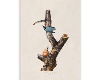 Red Breasted Nuthatch Bird Print, Vintage Style Audubon Poster, Birds Of America Illustration, AOB106