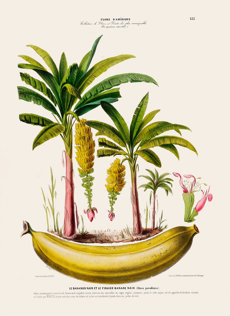 Banana Tree Poster Floral Botanical Wall Decor Banana Fruit Etsy