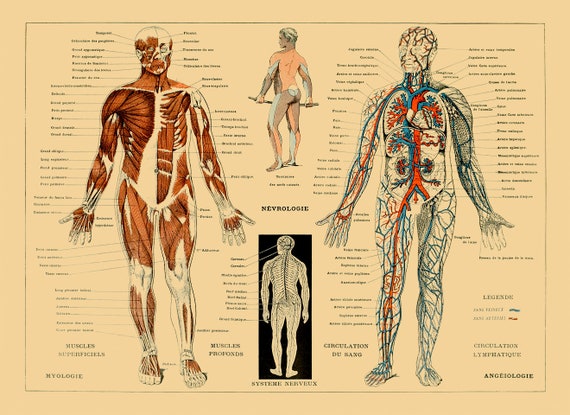 Human Body Chart Muscle