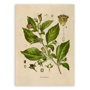 May include: A vintage botanical illustration of Atropa Belladonna, also known as deadly nightshade. The illustration shows the plant's leaves, flowers, and berries in detail. The plant is depicted in shades of green, brown, and yellow against a cream-colored background.