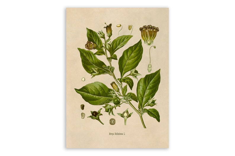 May include: A vintage botanical illustration of Atropa Belladonna, also known as deadly nightshade. The illustration shows the plant's leaves, flowers, and berries in detail. The plant is depicted in shades of green, brown, and yellow against a cream-colored background.
