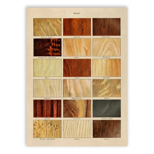 Vintage Wood Types Print: Tree Species Chart, Carpenter Artwork, AM65