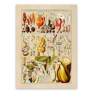 Floral Plant Botanical Illustration Poster Botany Print, TB01