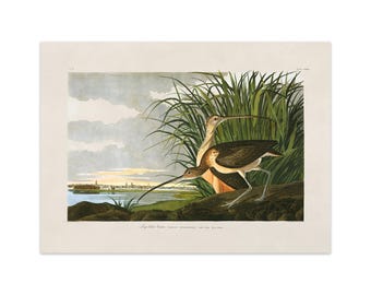 Long Billed Curlew Print, Vintage Style Audubon Shorebird Poster, Birds Of America Illustration, AOB222