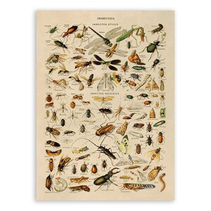 Vintage Insect Illustration: Adolphe Millot Biology Chart Art Print, AM11