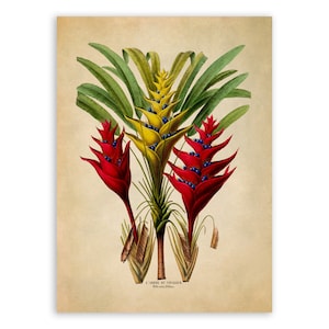 Heliconia Plant Print, Vintage Style Botanical Illustration, Premium Reproduction, FDA76
