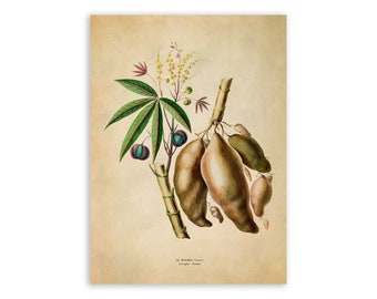 Manioc Yuca Plant Print, Vintage Style Botanical Illustration, Premium Reproduction, FDA189