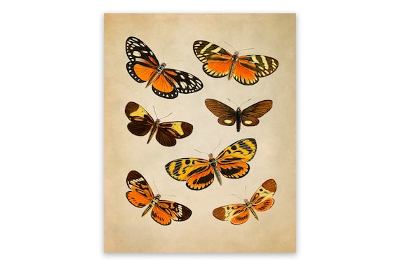 Watercolor Vintage Butterfly Variety Butterflies Plates -  Israel