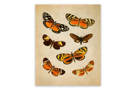 Watercolor Vintage Butterfly Variety Butterflies Plates -  Israel