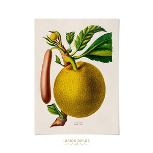 May include: A botanical illustration of a large, textured yellow jackfruit with a long, smooth brown fruit appendage and vibrant green leaves attached to a stem. The print features the text LE PAIN ROTI and Artocarpus incisa at the bottom.