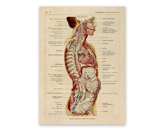 Vintage Human Anatomy Print: Brain & Nervous System Illustration, AM83