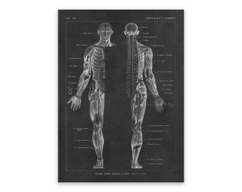 Brain and Nerves Human Anatomy Chart Print, Scientific Illustration, 3 Color Options AM82