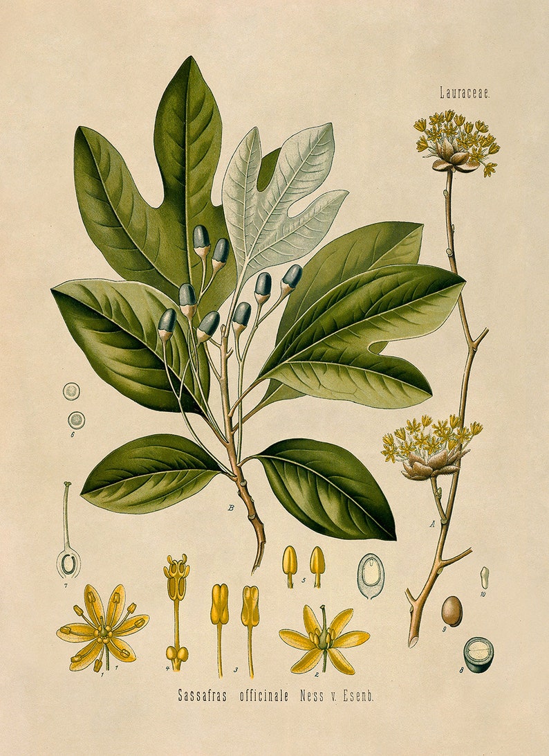 Sassafras Tree Botanical Illustration Poster Botany Print | Etsy