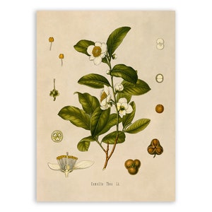 Tea Plant Print, Medicinal Plants Botanical Illustration, Vintage Style Reproduction, MOBO 108