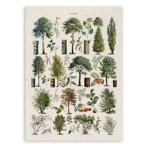 Forrest Tree Species Chart, Scientific Botany Illustration, AM77