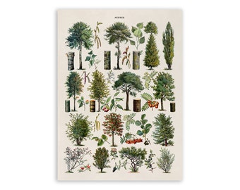 Forrest Tree Species Chart, Scientific Botany Illustration, AM77