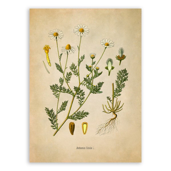 Stinking Chamomile Plant Print, Medicinal Plants Botanical Illustration,  Vintage Style Reproduction, MOBO 213